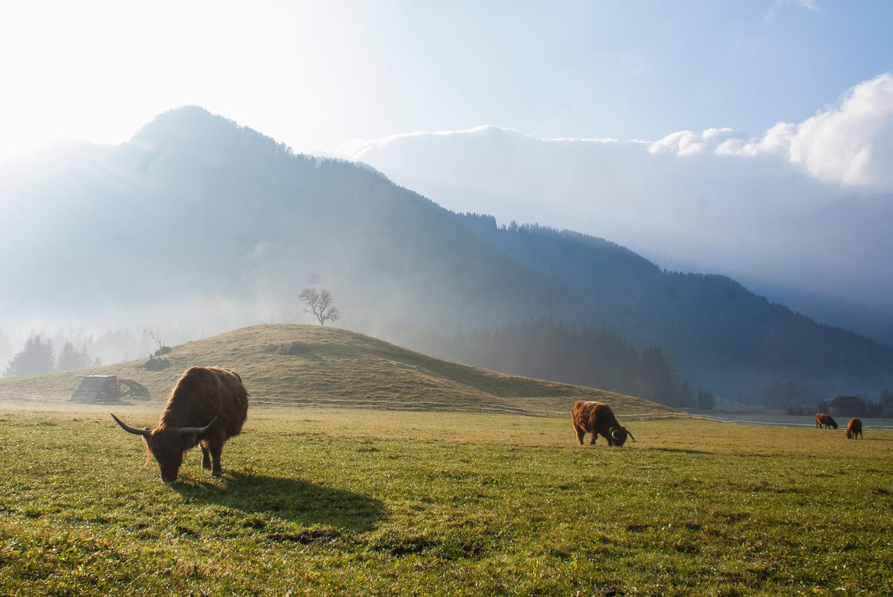 Camping & Glamping Jezersko Ex Cvet Gora المظهر الخارجي الصورة